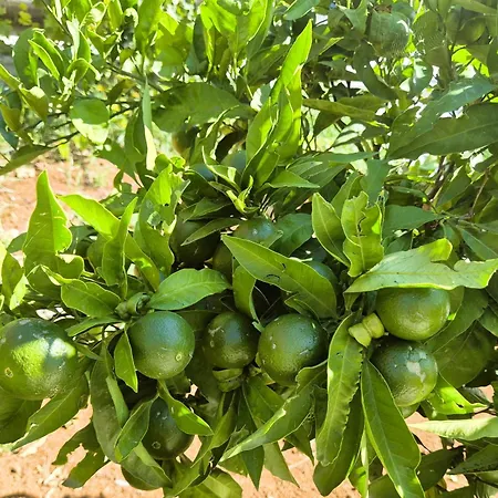 Вилла Casa Joy *