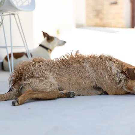 Casa Joy * Premantura